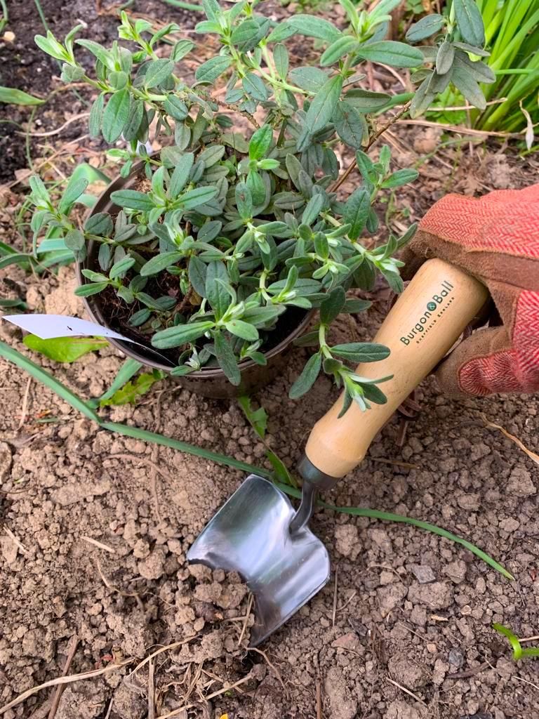 Garden Hand Trowel - Rhs Approved And Made Of Stainless Steel with Sustainable Garden Hand Trowel