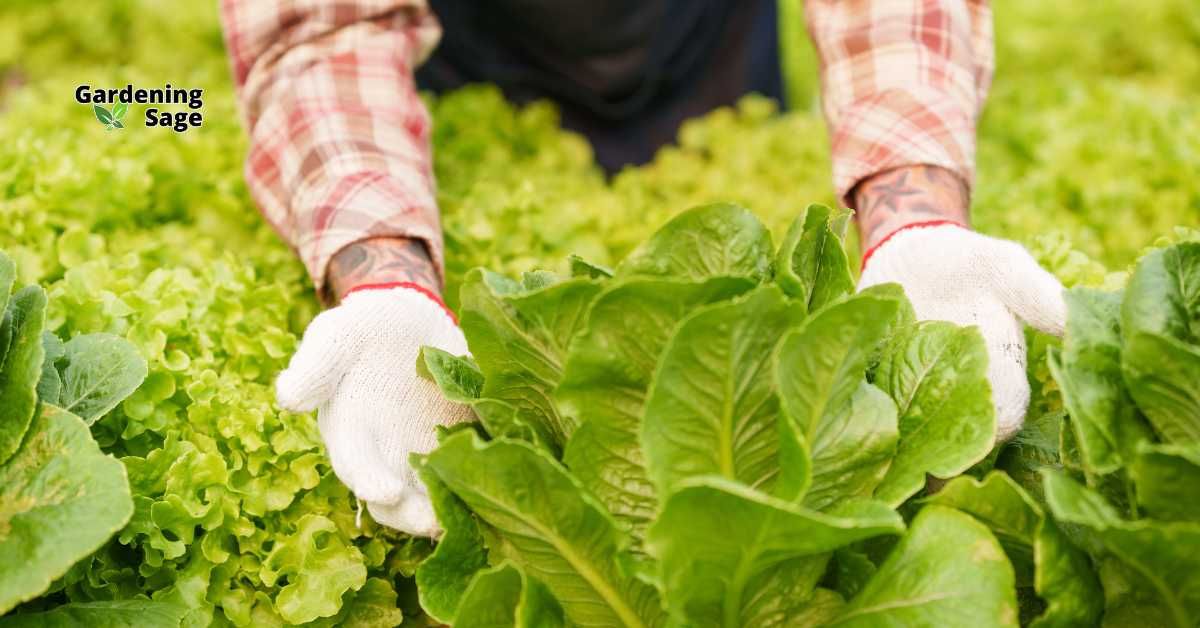 Green Dreams Unveiled: Master The Art Of Vegetable Gardening With Our ... with regard to Mastering the art of sustainable gardening with hand fork techniques