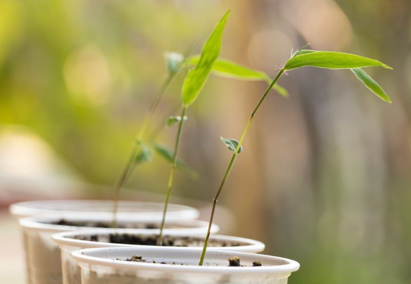 Growing Bamboo From Seed In 8 Steps | Horticulture.co.uk within Bamboo Seedling Tray Green