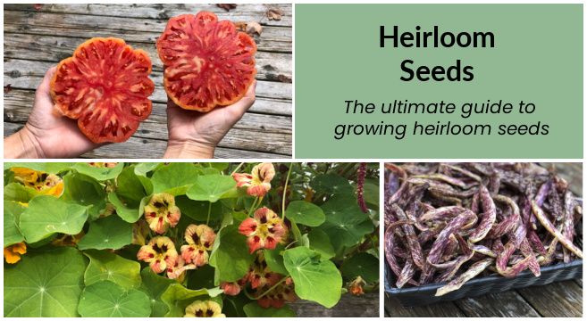 Heirloom Seeds: The Ultimate Guide To Heirloom Garden Seeds with regard to Growing Colorful Gardens with Rare Heirloom Varieties