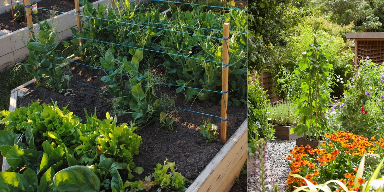 Hidden Secrets For Maximizing Vegetable Garden Productivity - Natural ... for Maximizing garden productivity with solar powered garden tiller efficiency tips