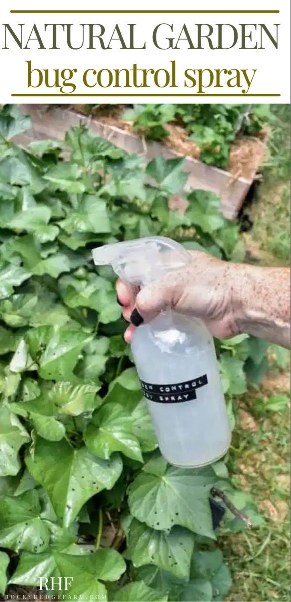 Simple DIY non-toxic garden spray recipes for healthy plants