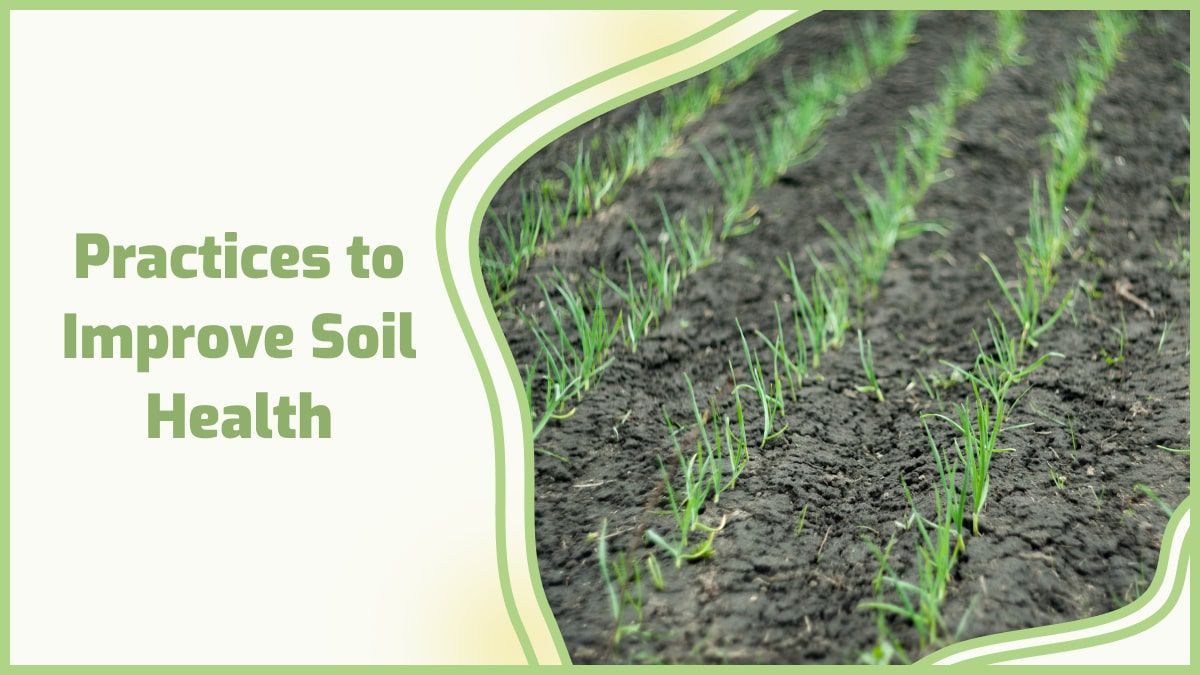 How To Improve Soil Quality? ️ within Building better soil health through gentle and effective testing approaches
