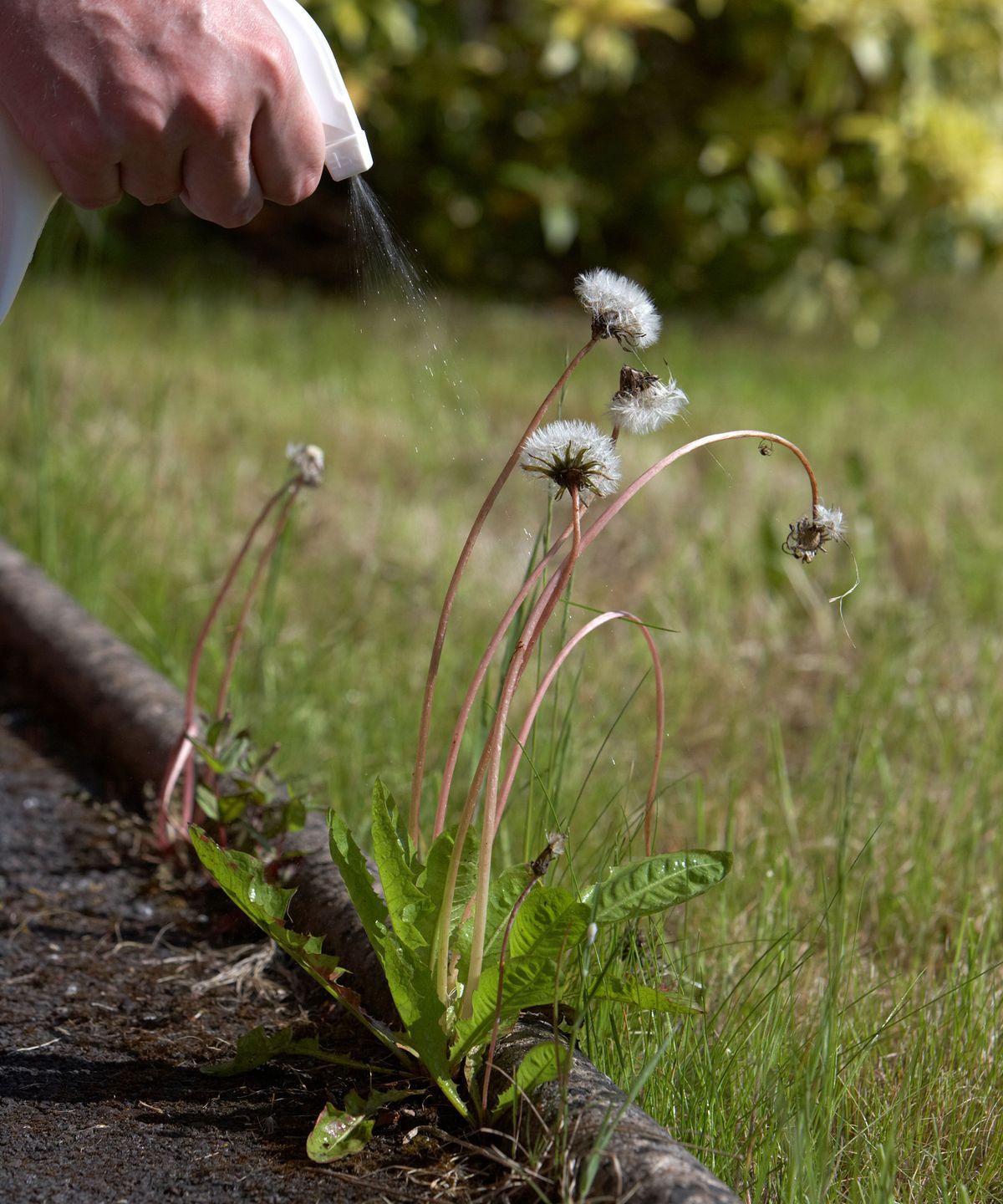 How To Kill Weeds Naturally: 8 Eco-Friendly Methods | Homebuilding with Protecting Soil Health Through Eco-Conscious Weed Management Practices