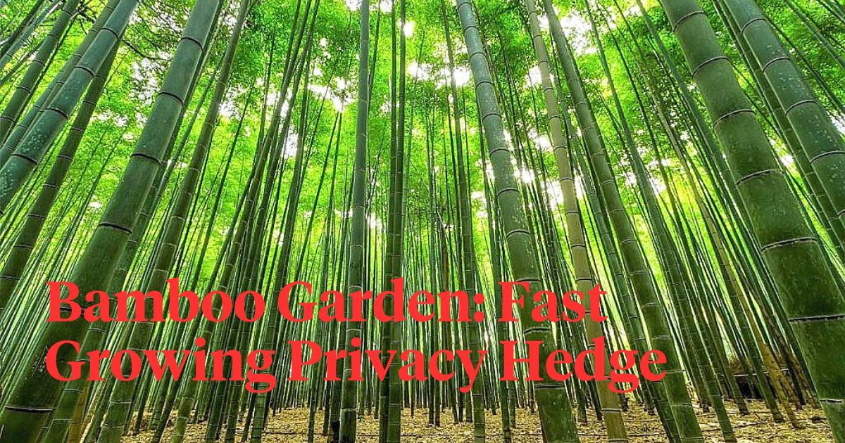 Maintaining A Bamboo Garden: Pruning To Tame Its Growth with Bamboo Garden Tool Grips Green