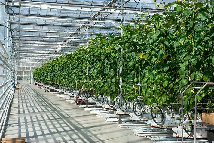 How to Optimize Humidity Control Using Advanced Misting Technology in Eco Greenhouses