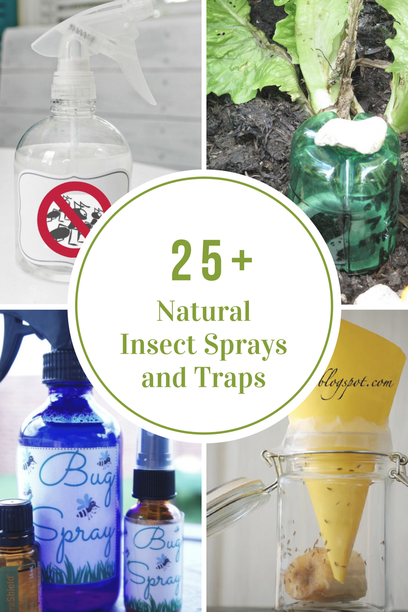 Natural Homemade Insect Sprays And Traps in Non Toxic Garden Sprayer