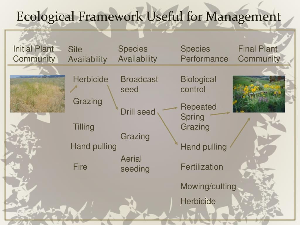 Ppt - Ecological Concepts Of Integrated Weed Management Powerpoint ... inside Eco-Friendly Weed Barrier Eco