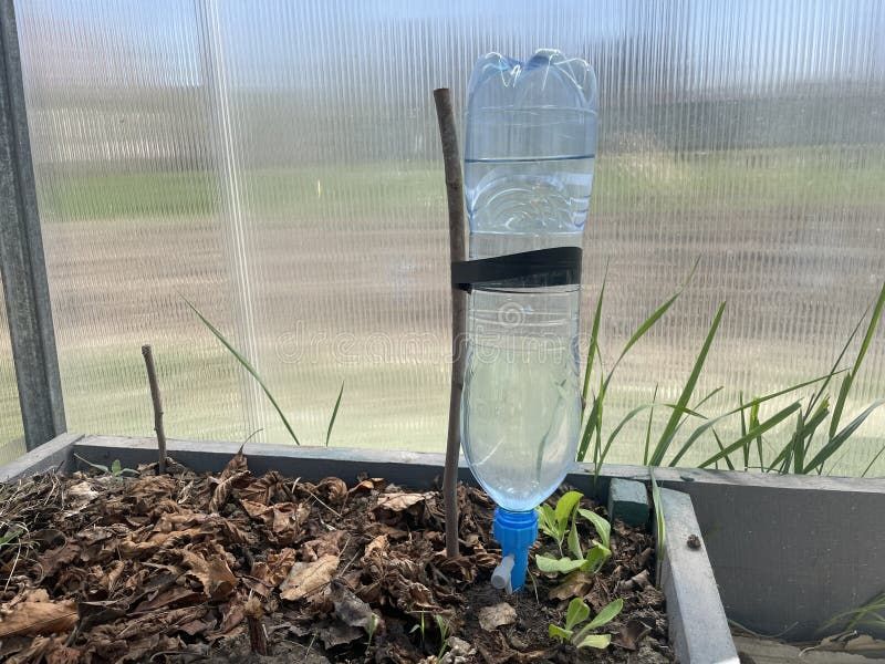 Simple Drip Irrigation System Using Plastic Bottles In Greenhouse Stock ... with regard to Eco Watering Spout From Bottles