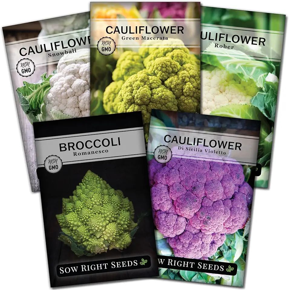 The Complete Guide To Growing Romanesco Cauliflower In Your Garden | Shuncy for Growing Colorful Gardens with Rare Heirloom Varieties