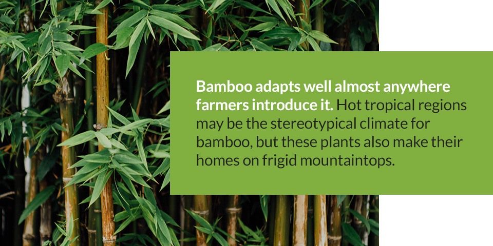 The Eco-Friendly Benefits Of Building With Bamboo for Understanding the benefits of bamboo plant caddies in eco-friendly landscaping