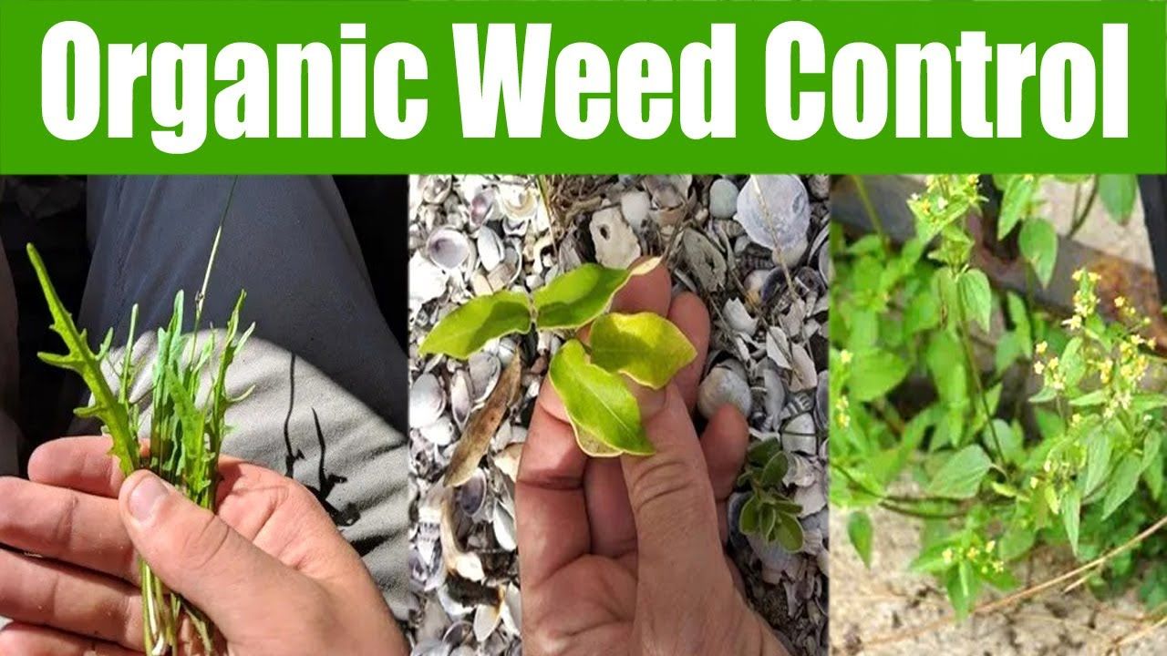 Understanding Organic Weed Control Methods - Youtube inside Natural weed control methods that actually work in 2025
