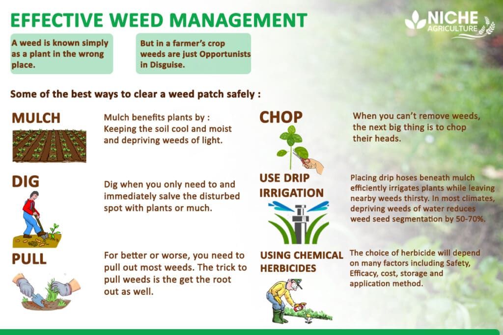 Protecting Soil Health Through Eco-Conscious Weed Management Practices