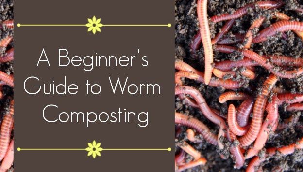 Worm Composting: A Step-By-Step Guide For Beginners - The Beginner's ... for Getting started with worm composting essential tools guide