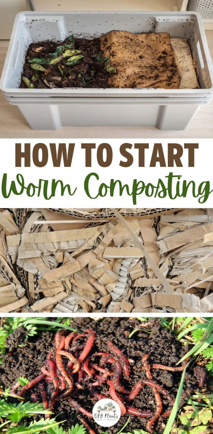 Worm Composting – Artofit with Getting started with worm composting essential tools guide