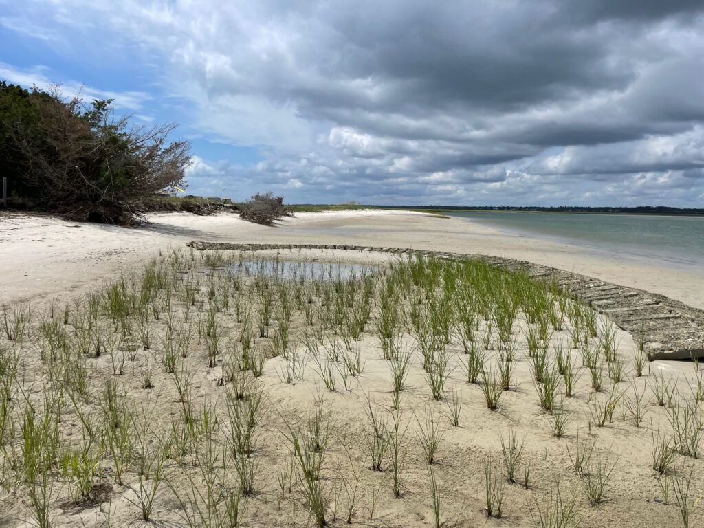 Mastering Native Plant Selection for Chesapeake Shoreline Design