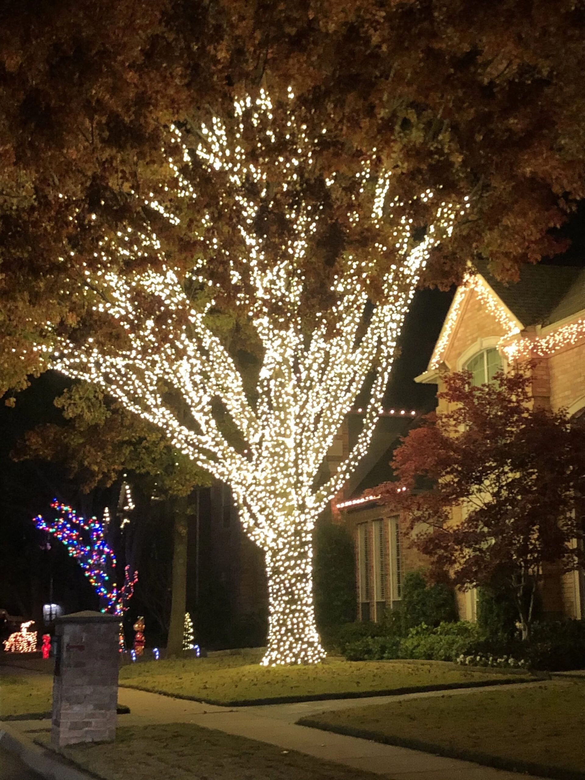 Seasonal Lighting — Enviroscape Services pertaining to Landscape Lighting Annapolis