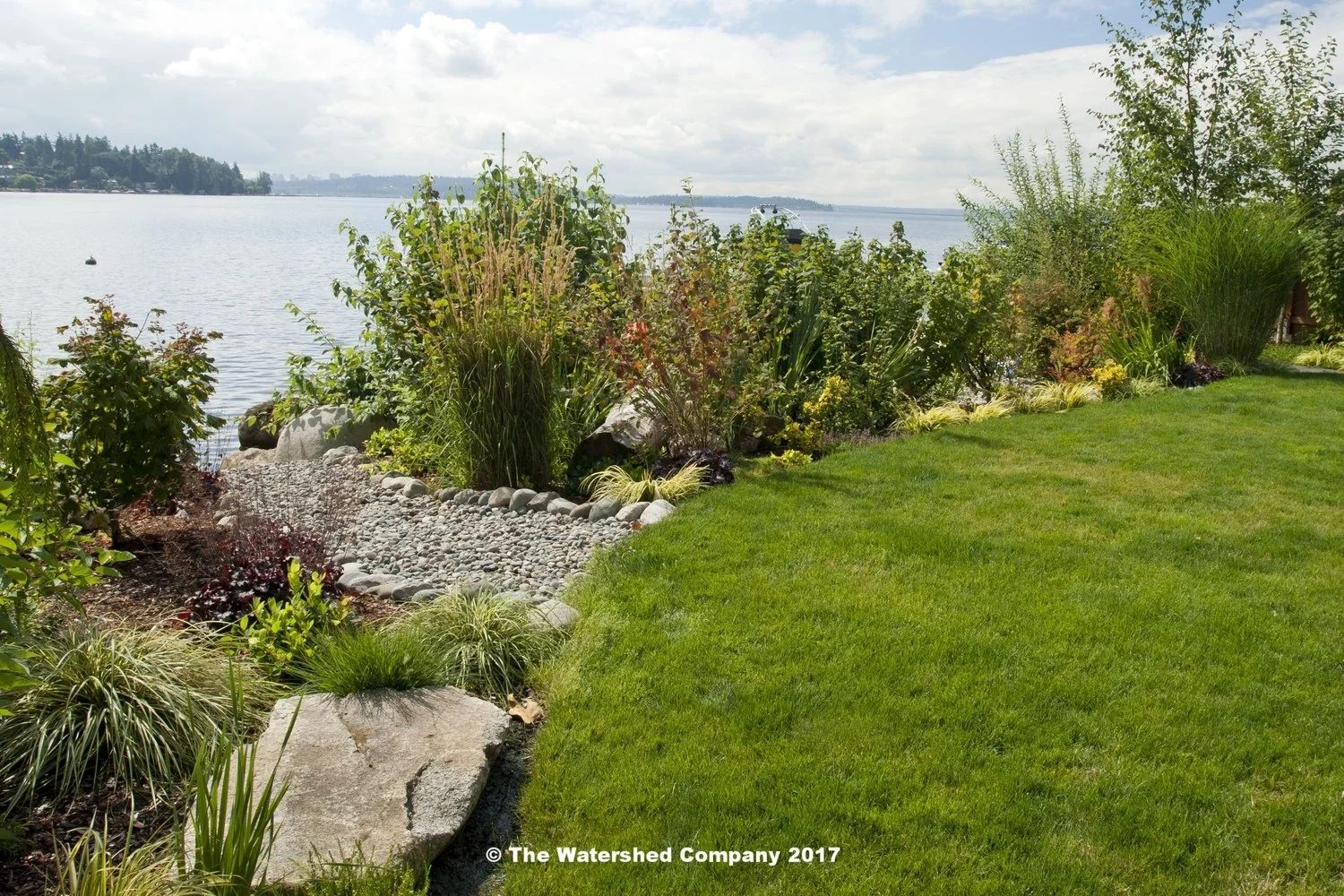 Shoreline Design — The Watershed Company in Mastering Native Plant Selection for Chesapeake Shoreline Design