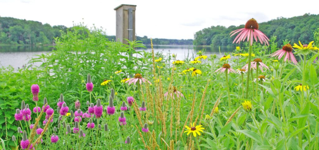 Top Ten Reasons To Restore Lakeshores With Native Plants for Chesapeake Landscape &amp; Design